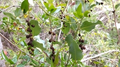 Lardizabala biternata