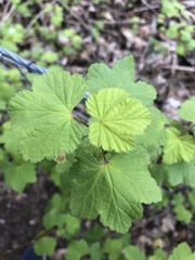 Ribes rubrum