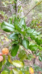 Lardizabala biternata