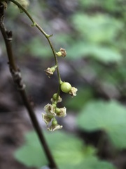 Ribes rubrum