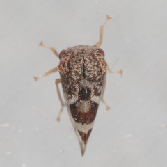 Cyrtolobus tuberosus