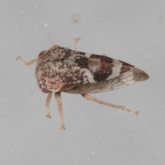 Cyrtolobus tuberosus