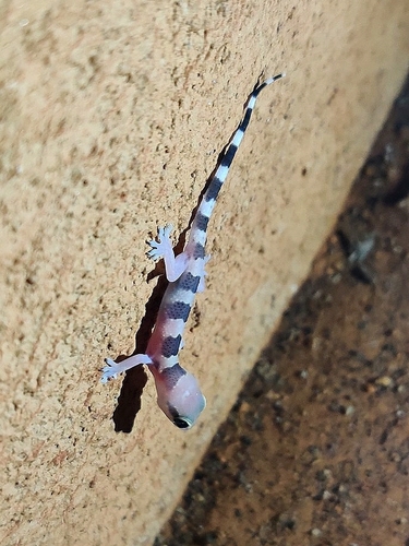 Whitaker’s termite hill gecko, Hemidactylus whitakeri