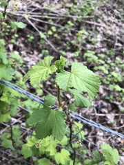 Ribes rubrum