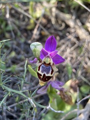 Ophrys heldreichii