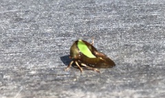Smilia fasciata