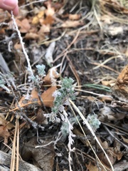 Artemisia frigida