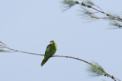 Tanygnathus lucionensis