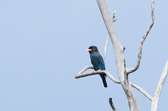 Eurystomus orientalis