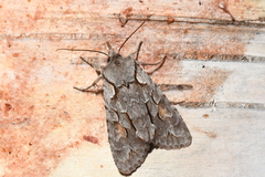 Lithophane thaxteri