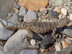 Sceloporus gadoviae