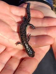 Plethodon ouachitae