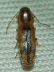 Conoderus vespertinus