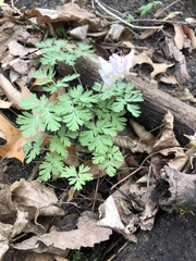 Dicentra cucullaria