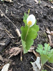 Sanguinaria canadensis