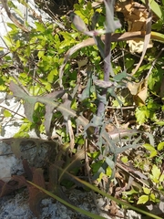 Lactuca tuberosa