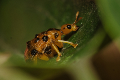 Agomadaranus pardaloides