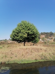 Prunus serotina salicifolia