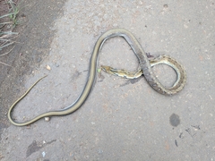 Coelognathus helena