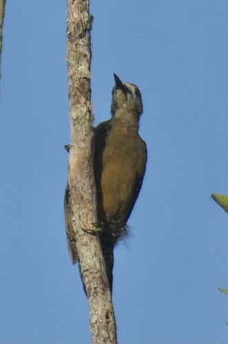 Jamaican Woodpecker (Melanerpes radiolatus), photo 8