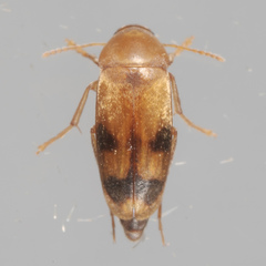 Diclidia
