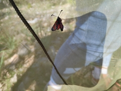Zygaena rhadamanthus