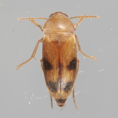 Diclidia