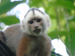 Cebus versicolor