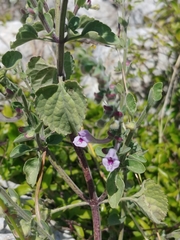 Scutellaria brevibracteata