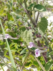 Scutellaria brevibracteata