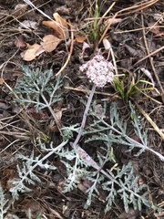 Lomatium orientale