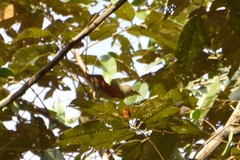 Dendroma erythroptera