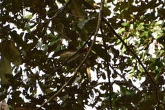 Dendroma erythroptera