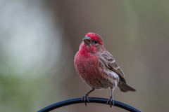 Haemorhous mexicanus