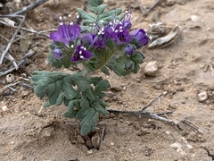 Phacelia popei