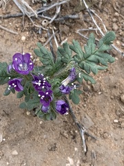 Phacelia popei