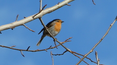 Erithacus rubecula