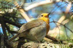 Erithacus rubecula