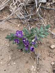Phacelia popei