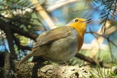 Erithacus rubecula