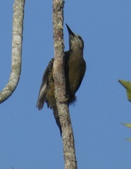 Melanerpes radiolatus