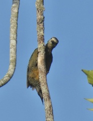 Melanerpes radiolatus