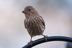 Haemorhous mexicanus