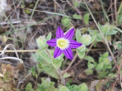 Campanula hierosolymitana