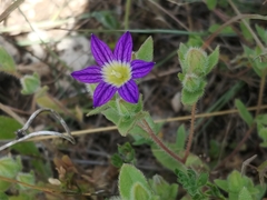 Campanula hierosolymitana
