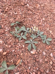 Pediomelum megalanthum