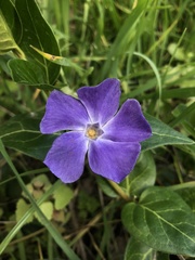 Vinca major