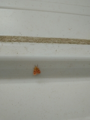 Miltochrista arcuata