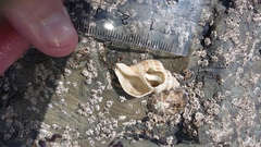 Austrofusus glans