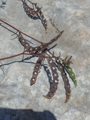 Hippocrepis unisiliquosa